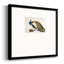 Plumage de paon encadré sur papier-88450874