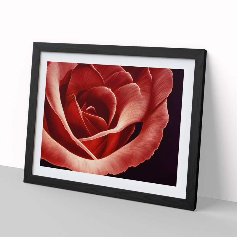 Bewitching Rose Flower - Single Picture Frame Print, Black Framed, 46cm H x 64cm W x 2cm D