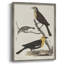 «Vintage Animal Print XVIII», reproduction encadrée - bois massif-932135119