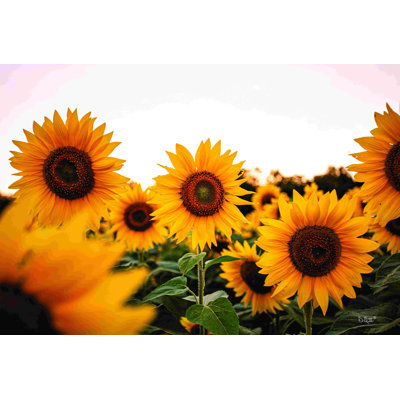 " Sunflower Field " by Donnie Quillen