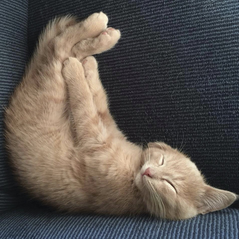 " Cat Yoga VII " by R. NOB, 20" H x 20" W