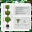 48" Artificial Boxwood Topiary in Pot