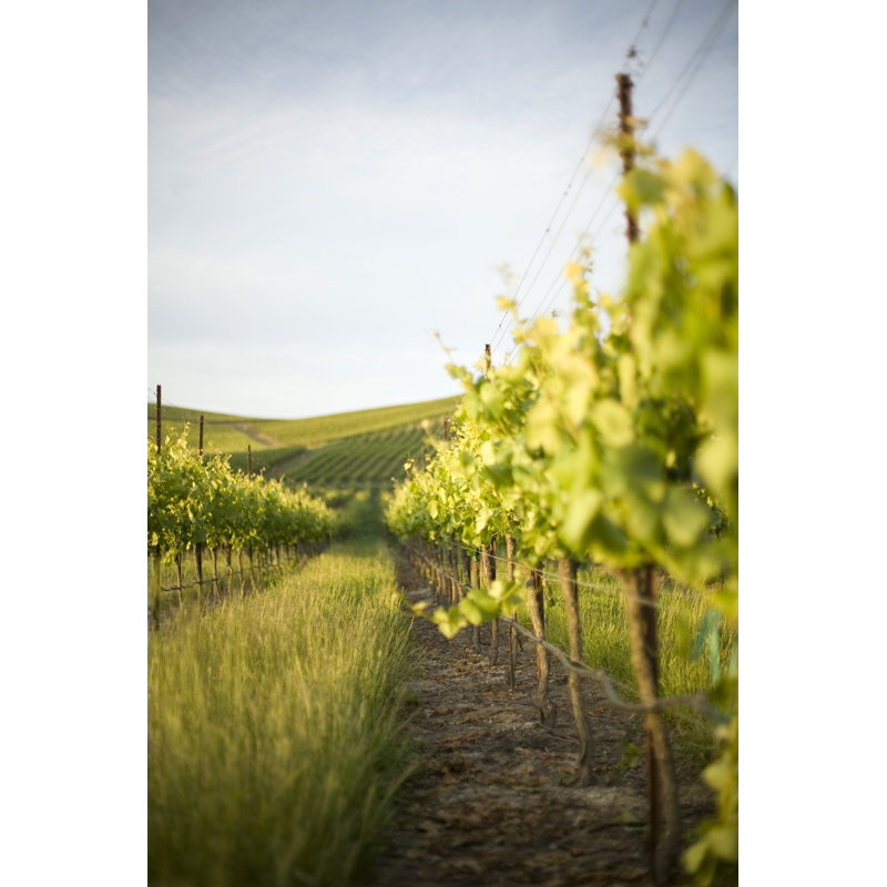 Grape Vines - Wrapped Canvas Print, 122cm H x 81cm W