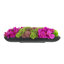 Orchid and  Arrangement-286518433-286518434