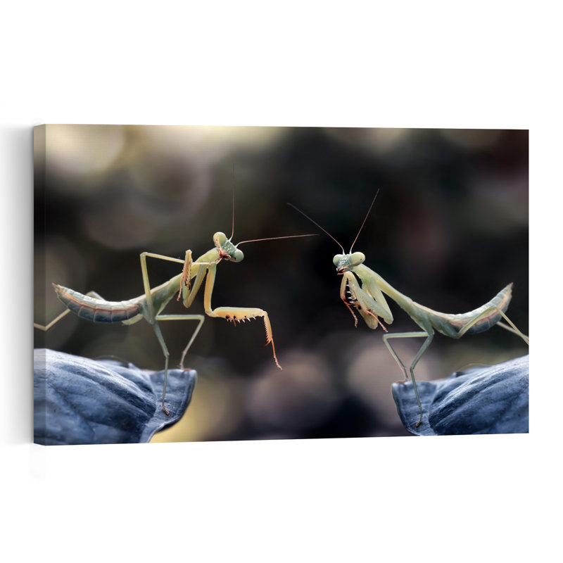 Praying Mantis Encounter Contemporary Wall Art Print by Fauzan Maududdin - Print, 30.48cm H x 45.72cm W