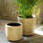 La Boheme Rattan Pot Planter