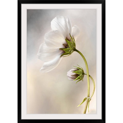 Straub " Cosmos " by Mandy Disher