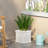 MGO PLANTER
