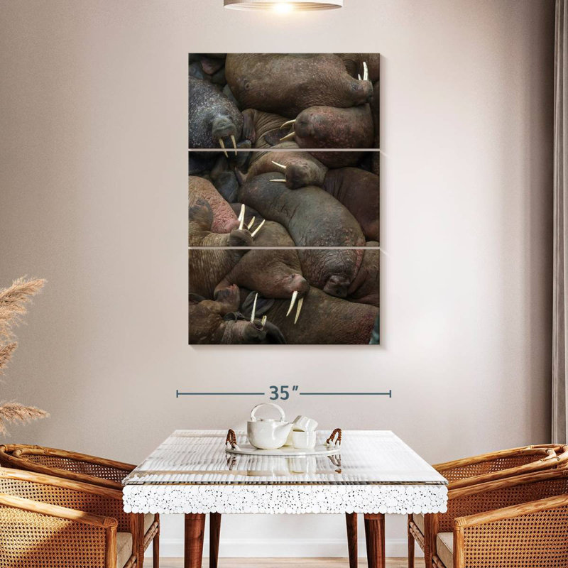 Brampt Walrus Rookery