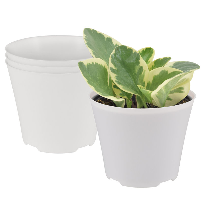 6" Azalea Pot Cover - Black - 4 Pack, 5.1875" H x 6.375" W x 6.375" D, White