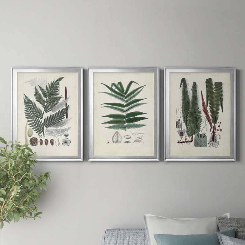 «Ferns IV», reproduction encadrée de qualité supérieure - prête à être accrochée, Cadre argenté, Pas de tapis