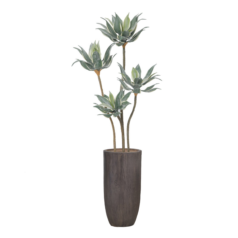 Agave 64,25 po en pot