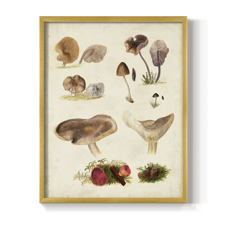 Reproduction encadrée Mushroom Species III - bois massif, H 28 po x l 22 po