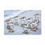 Art sur toile, bolologique de Michel Colomb-109225954