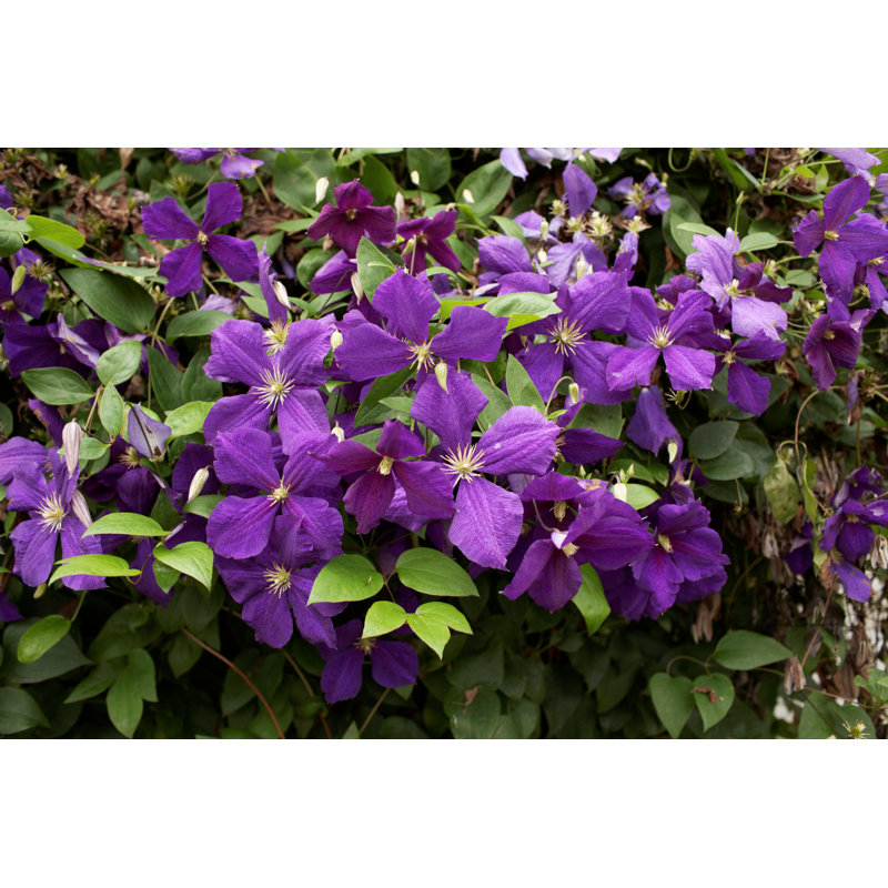 Clematis - Wrapped Canvas Print, 51cm H x 76cm W x 3.8cm D
