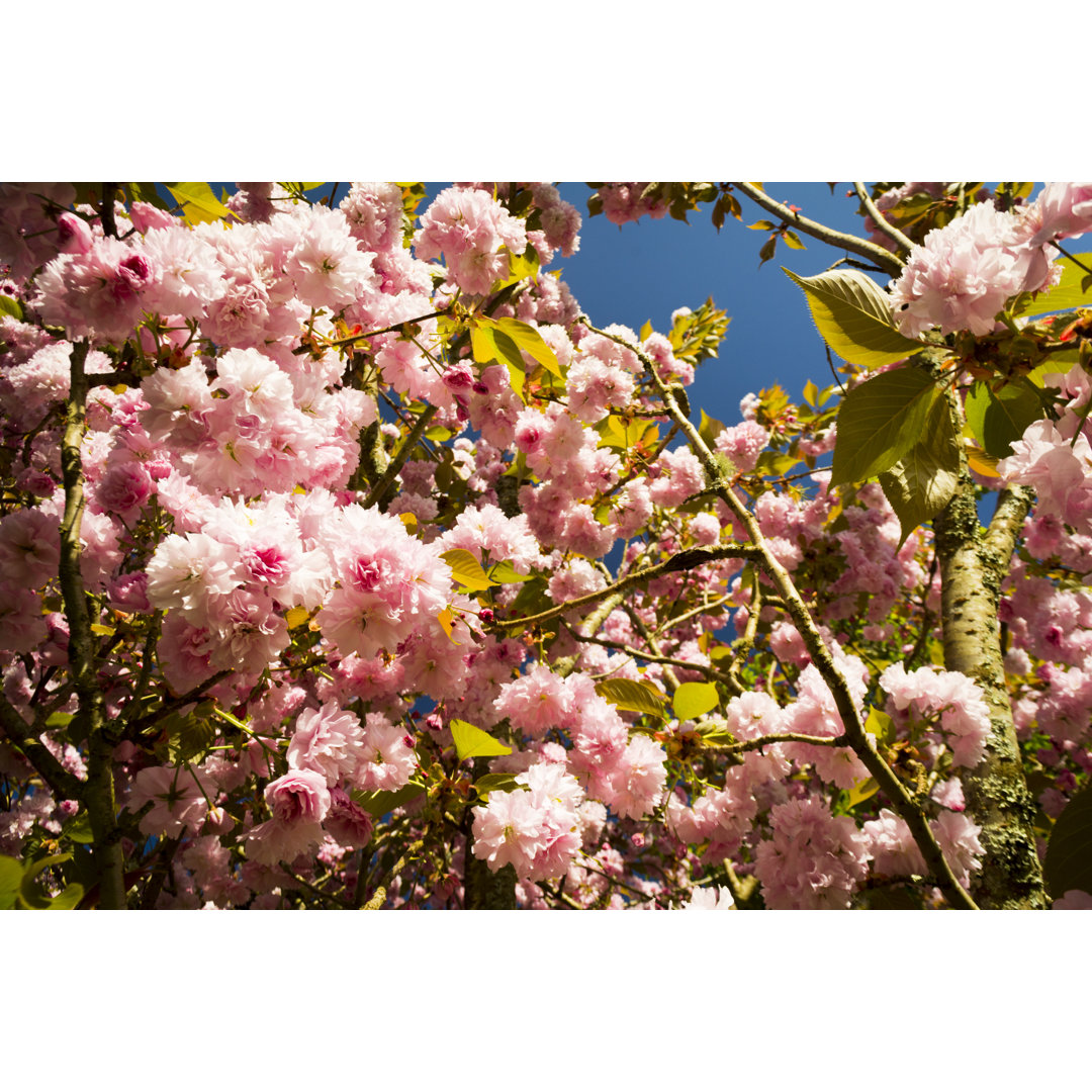 Close Up Of Flowering Amanogawa von Kb79 - Leinwand Kunstdrucke