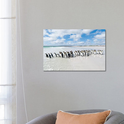 King Penguins Entering Sea, Volunteer Beach, East Falkland Island, Falkland Islands by Tui De Roy - Wrapped Canvas Print