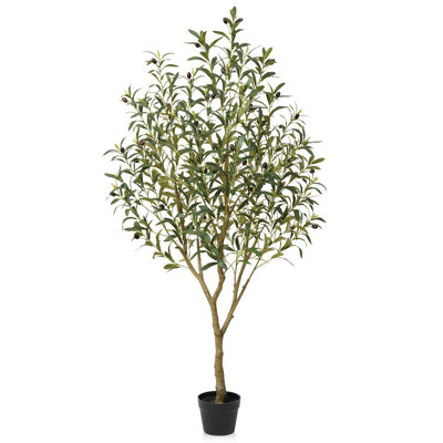 Adcock 72" Olive Tree in Pot