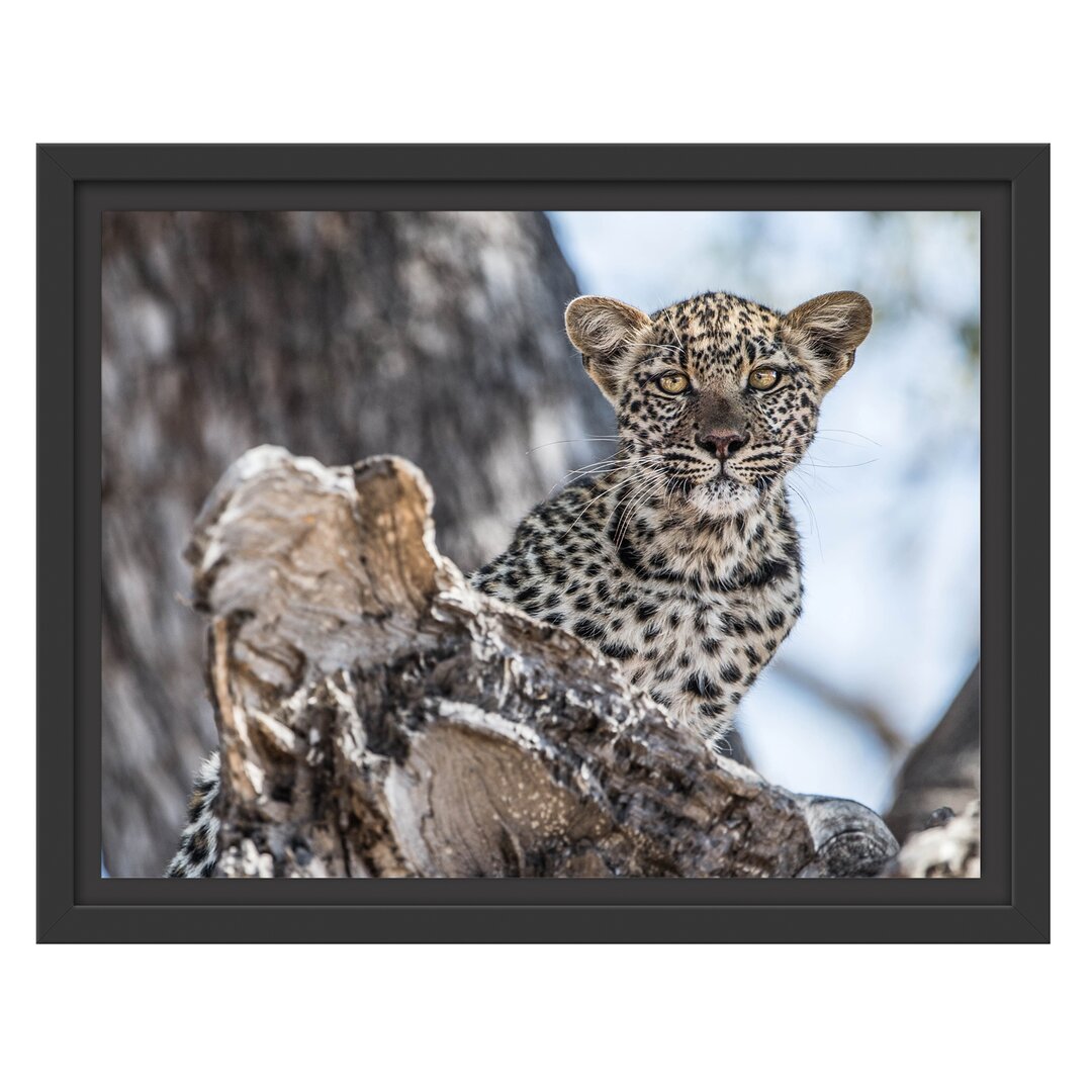 Gerahmtes Wandbild Leopardjunges auf Baum