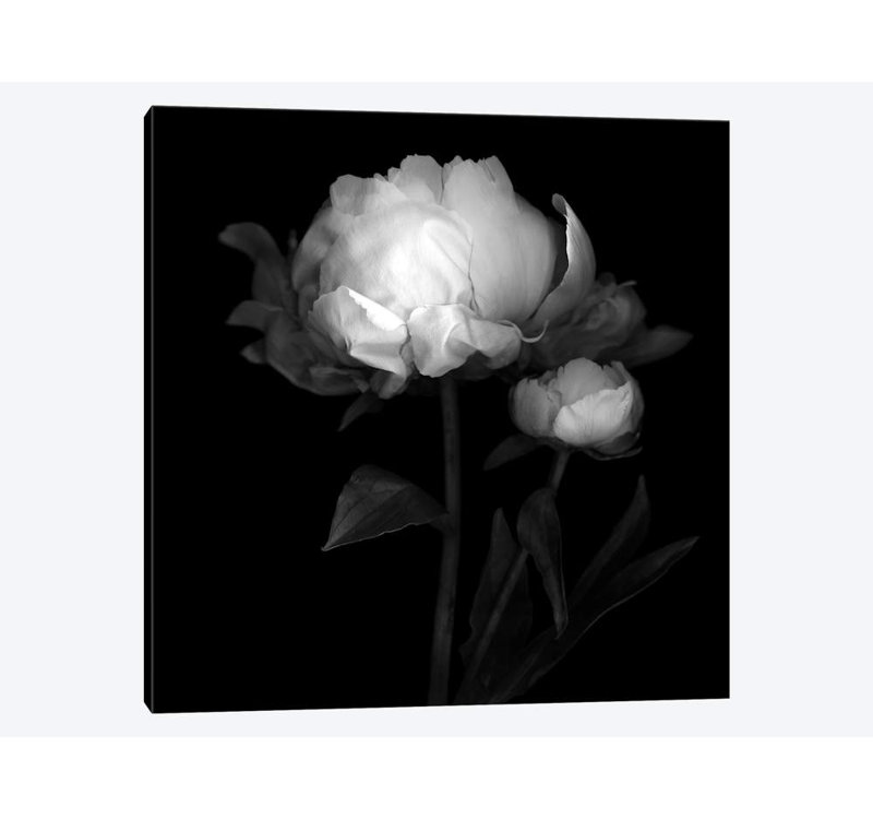 «Peony III, B&W» par Magda Indigo, impression sur toile, H 24 po x l 24 po x P 1 po, Papier avec cadre noir, Blanc