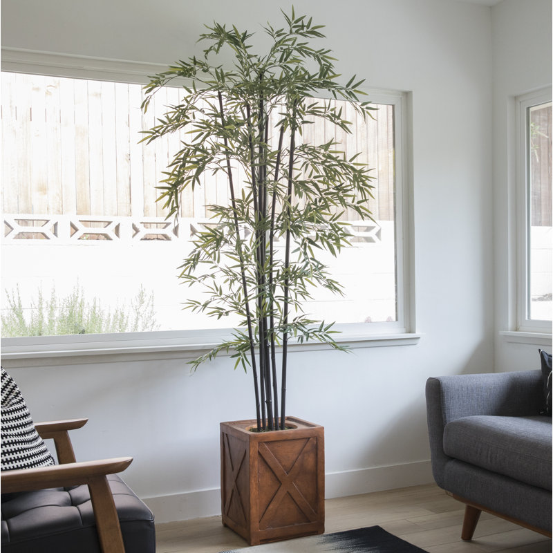 Arbre de bambou Panama