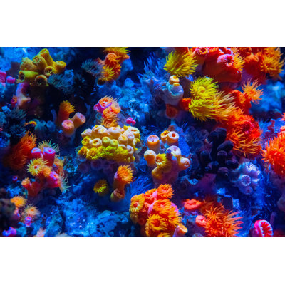 Coral Reef by Tobiasjo