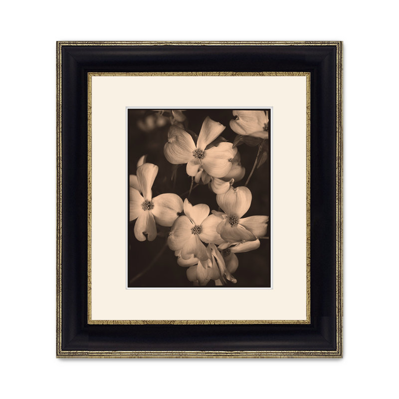 Dogwoods 