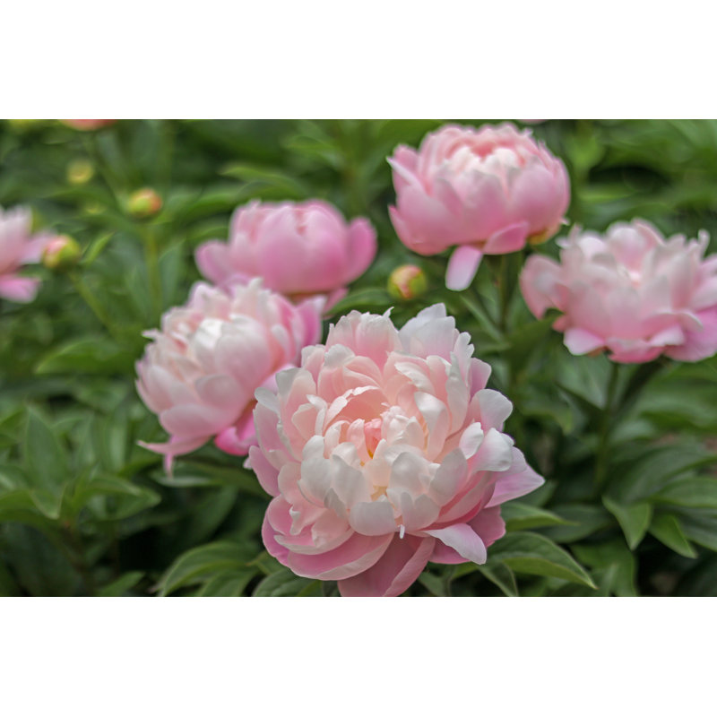 Pretty Pink Pastel Peonies - Wrapped Canvas Print, 20cm H x 30cm W x 3.8cm D