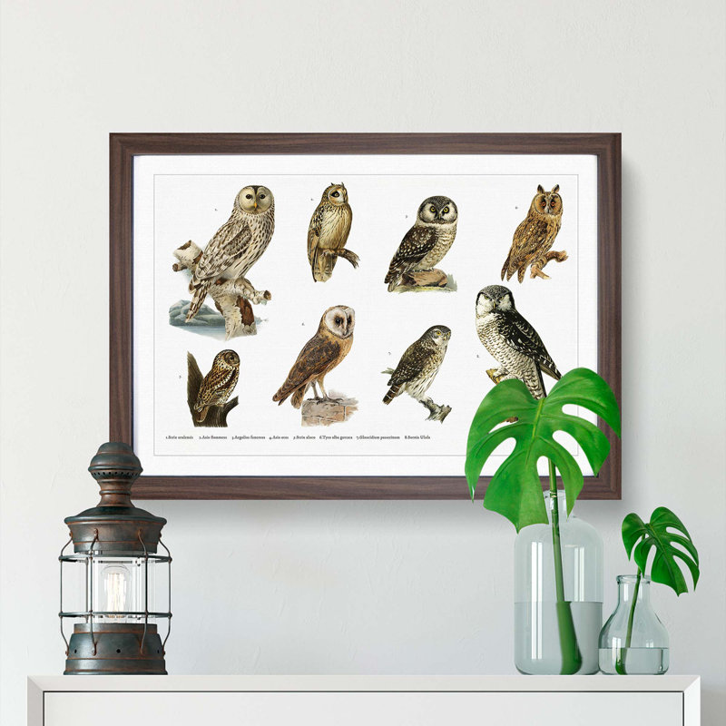 Owl Illustrations by Von Wright - Picture Frame Painting Print on MDF, Walnut Framed, 48cm H x 65cm W x 2cm D