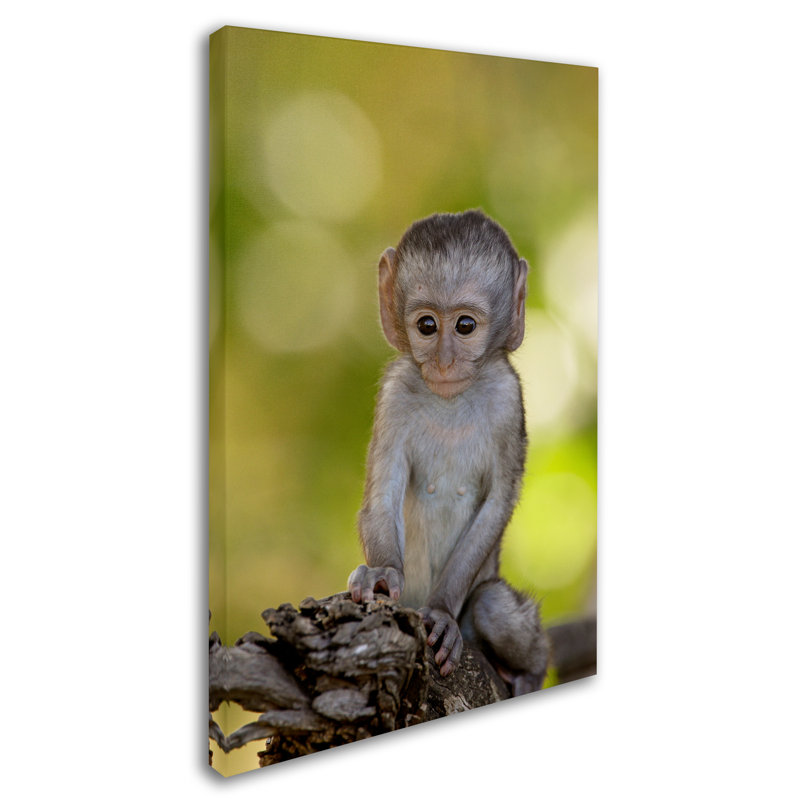 « baby singe » par le toile tendue, reproduction de photo Ann, H 19 po x l 12 po