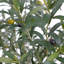 7.5FT OLIVE TREE, POTTED