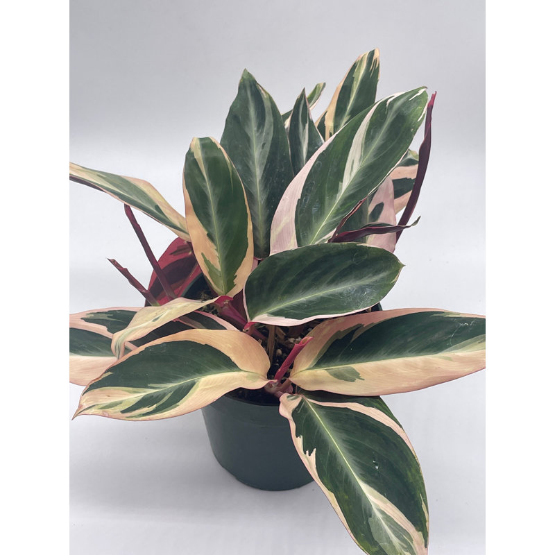 Triostar Stromanthe 6 Inch