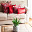 Red Cushion-1903603561-1903603566