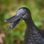 Animals Metal Garden Statue