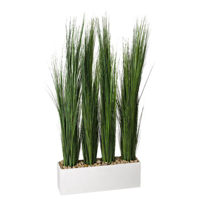 Oignon haut en pot de fleurs
