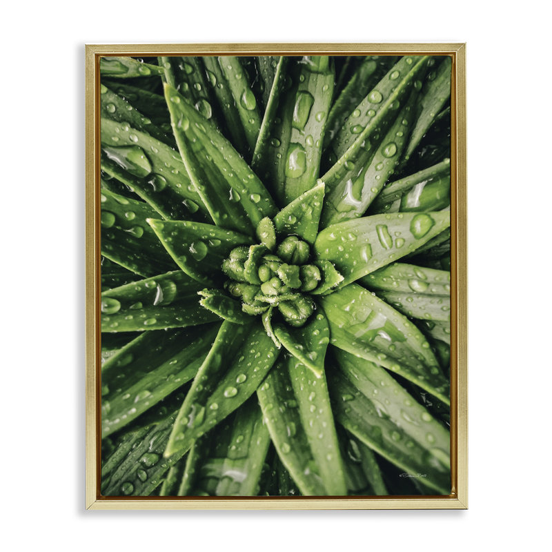 «Succulent in Rain», art mural encadré par Susan Ball, Cadre flottant métallique doré, H 31 po x l 25 po