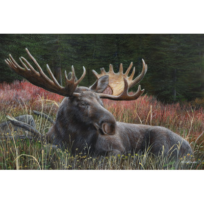 Recumbent Moose 1 Piece Wrapped Canvas Painting