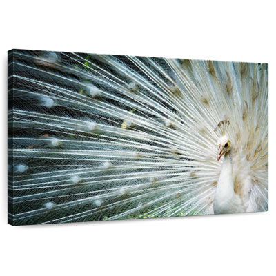 Icy White Peacock