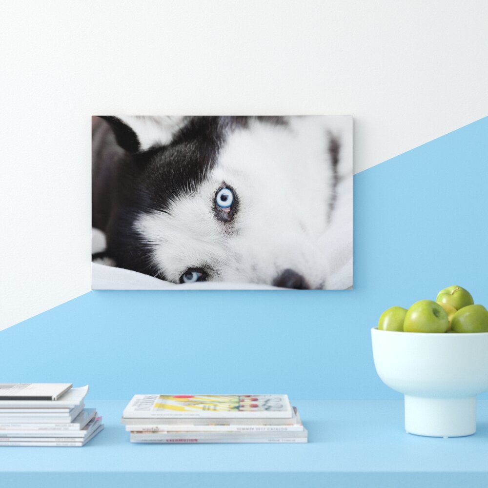 Leinwandbild ,,Husky mit Eisblauen Augen im Bett", Fotodruck