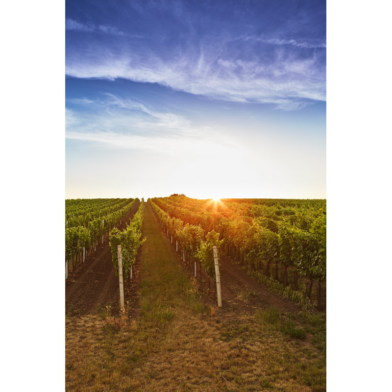 Lardner Vineyards At Golden Sunrise - Wrapped Canvas Print, 30cm H x 20cm W 3.8cm D