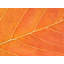 Autumn Leaf Print by Philippe Monthoux-65796641-65796644