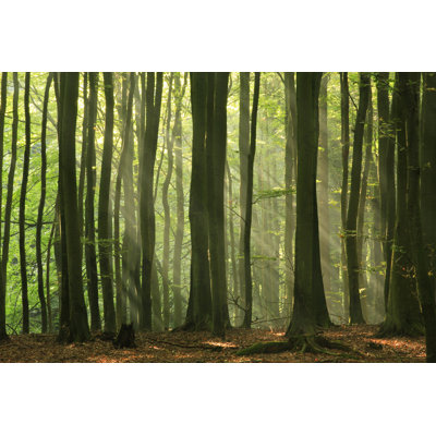 Fairy Forest by Avtg
