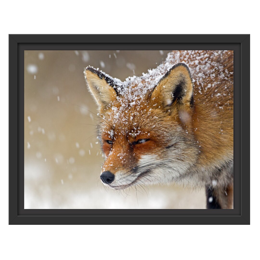 Schöner Fuchs im Schnee Gerahmter Fotokunstdruck