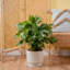 Lacy Tree, Selloum in Mid-Century Modern Planter