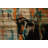 " Orange Teal Steer " by Parvez Taj-19740348