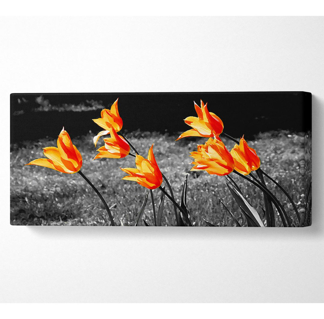 Orange Tulpen auf B N W Panoramaleinwand