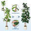 Figuier artificiel 5 pi 5 pi - en pot décoratif blanc-1569153126
