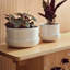 Nappula Ceramic Pot Planter-79186583
