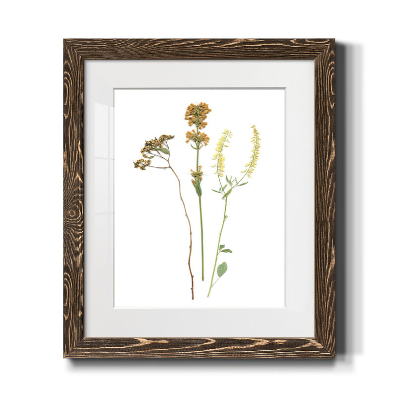 Pressed Botanical III - Cadre photo, reproduction d'art sur papier, H 20 po x l 17 po x P 1,5 po, Noyer