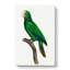 Cuban Amazon Parrot by Elizabeth Gould - Wrapped Canvas Painting-55342615